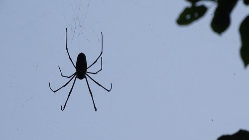 Close-up of spider