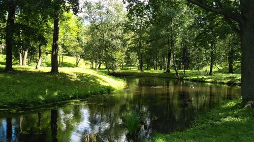 Reflection of trees in water