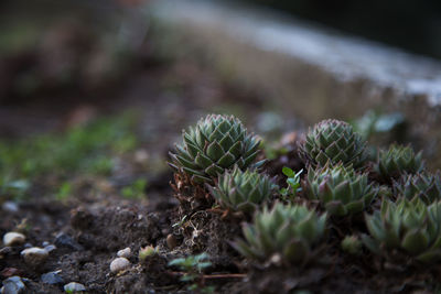 Close-up of succulent plant on field