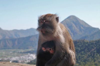 Monkey sitting on mountain against sky