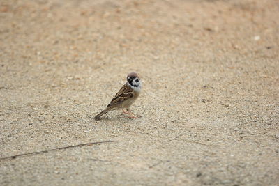 Close-up of bird perching on ground