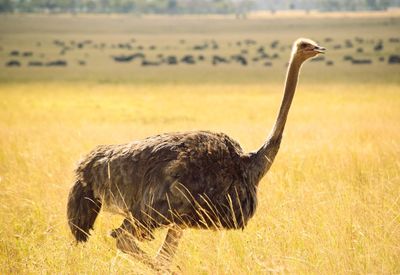 Close-up of a ostrich in field