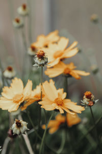 Close-up of yellow flowering plant