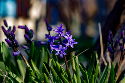 Close-up of purple crocus flowers