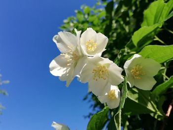 Close-up of white flowering plant against sky