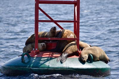 View of a dog on the sea