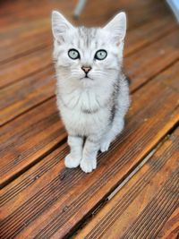 Portrait of cat on wooden floor