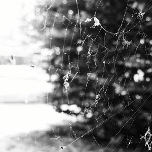 Close-up of spider on web