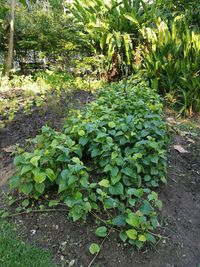 Plants growing on field