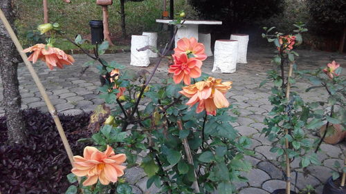 Orange flowers blooming outdoors