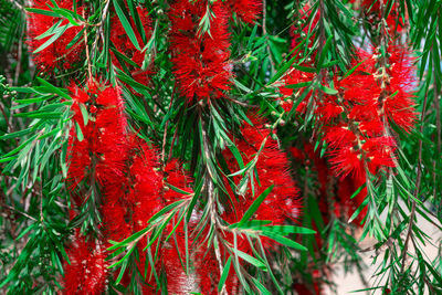 Callistemon kenmorrisonii flowers in bloom . red tropical fluffy flowers