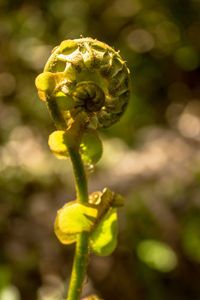 Close-up of yellow flower