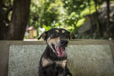 Close-up of dog sitting on tree