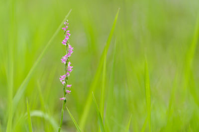 Close-up of purple flowering plant on field