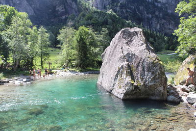 Scenic view of river in forest