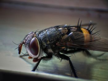 Close-up of fly