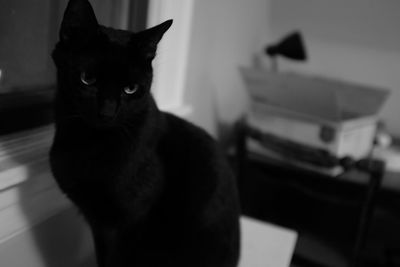 Portrait of black cat sitting at home