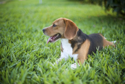 Dog looking away on grassy field