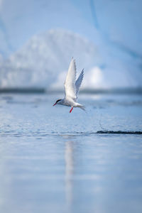 Antarctic tern tries vainly to catch fish