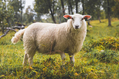 Portrait of sheep standing in field