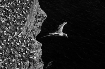 Close up of single gannet flying, large wingspan white sea-bird, over cliffs