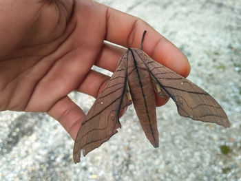 Close-up of hand holding leaf