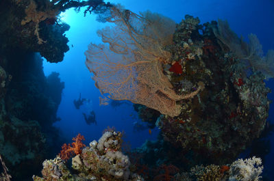 Low angle view of coral in sea