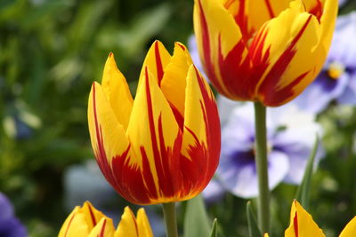 Close-up of orange tulip blooming outdoors