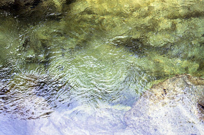 Reflection of trees in water