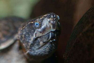 Close-up of chameleon