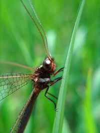 Close-up of insect on leaf