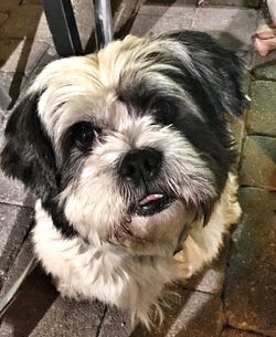 Close-up portrait of dog