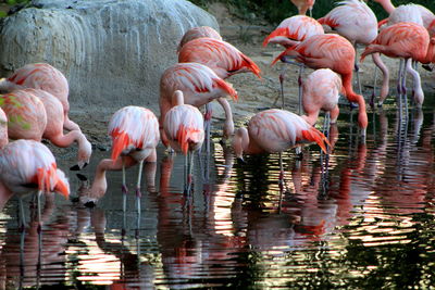 Flock of birds in lake