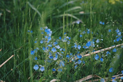 Close-up of flowers blooming in field