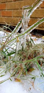 Close-up of frozen plants during winter