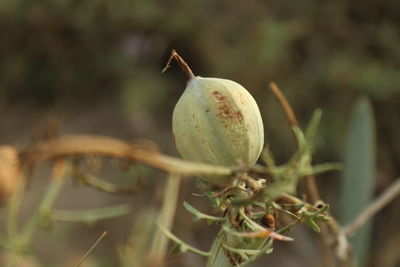 Close-up of fruit growing on tree