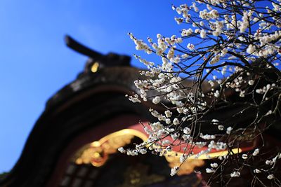 Low angle view of flower tree against sky