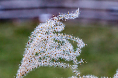 Close-up of flowers against blurred background