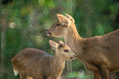 Deer against blurred background