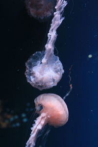 Close-up of jellyfish swimming in sea