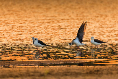 Seagulls flying over lake