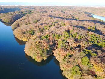 Aerial view of tree by sea