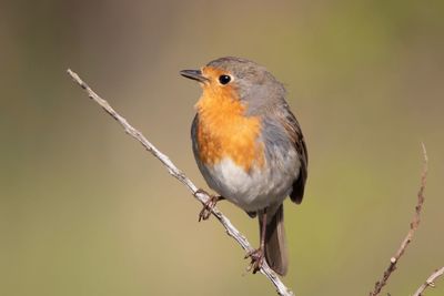 Close-up of bird perching on branch