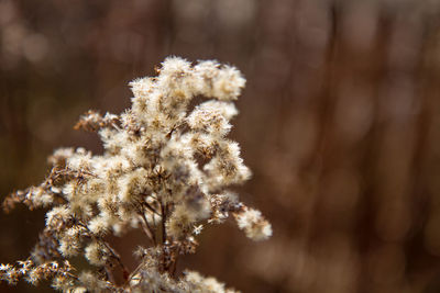 Close-up of white flowers against blurred background