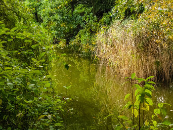 Scenic view of lake in forest