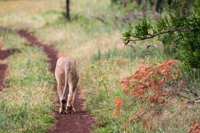 Lion walking on grass