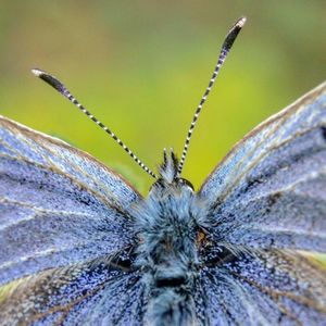 Close-up of insect against blurred background