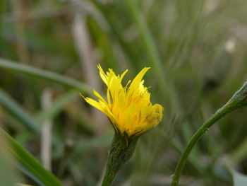 Close-up of yellow flower blooming outdoors