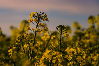 Close-up of yellow flowering plants on field