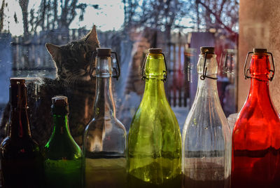 Close-up of wine bottles and  cat